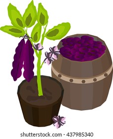 
vector illustration consisting of germ legume flowers, fruits in a barrel