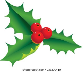 The vector illustration contains the image of christmas holly