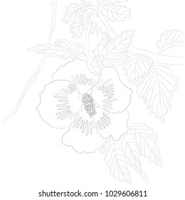 Vector Illustration of Contour Hibiscus for Coloring Book.  Illustration of Flower in Grey Contours.  Monochrome Flower