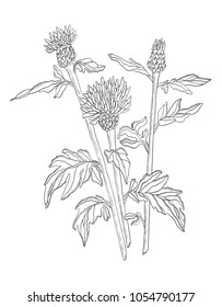 Vector Illustration contour of wild Flower with leaves