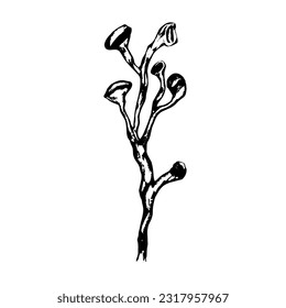 Vector illustration of Cooksonia - extinct arborescent plant from Silurian Period - hand drawn paleobotanical art 