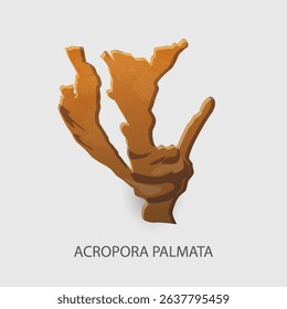 Vector illustration of a coral called Acropora palmata Coral reef and ocean, red sea. Colorful design element on the theme of the sea, water, encyclopedia, leaflet, website