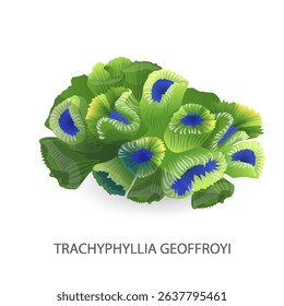 Vector illustration of a coral called Trachyphyllia geoffroyi Coral reef and ocean, red sea. Colorful design element on the theme of the sea, water, encyclopedia, leaflet, website