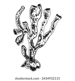 Vector illustration of corals. Underwater corals line art hand-drawn in ink, highlighted on a white background.