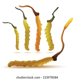 vector illustration of cordyceps set in isolated white. (Dong chong xia cao). China herbal