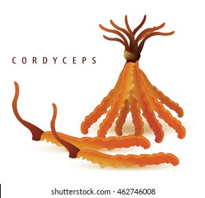 vector illustration of cordyceps set isolated white. (Dong chong xia cao). China herbal