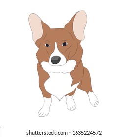 Vector illustration of corgi dogs, color drawing, vector