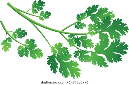 vector illustration of  Coriander leaves in high quality