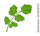 Vector illustration, coriander leaves, scientific name Coriandrum sativum, also known as cilantro leaves, isolated on white background.