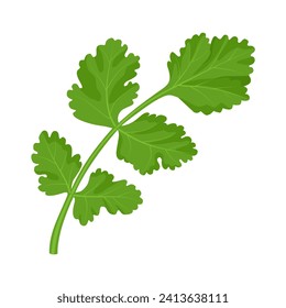 Vector illustration, coriander leaves, scientific name Coriandrum sativum, also known as cilantro leaves, isolated on white background.