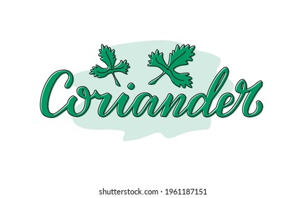 Ilustración vectorial de letras de cilantro para paquetes, diseño de productos, banners, pegatinas, lista de precios de tienda de especias y decoración. Palabra aislada manuscrita con hoja trazada para web o impresión
