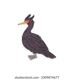 Vector illustration of an cormorant, unique bird with a tuft. Concept of sea birds in hand drawn cartoon design style, isolated on white background