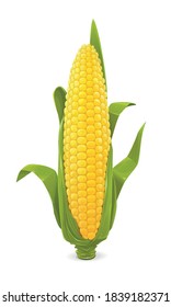 Vector illustration of a corn cob.