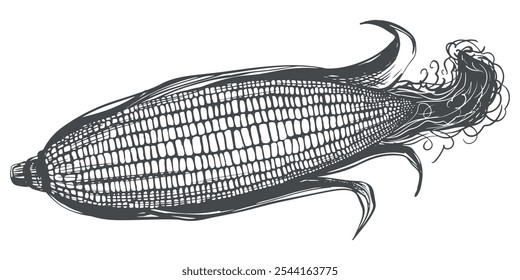 Vector illustration of corn cob with leaves. Old drawing in retro engraving style. Hand drawn realistic ink sketch. Popcorn line drawing for packaging of organic food, farm products, baking and syrup.