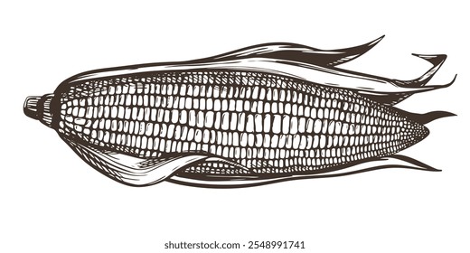 Ilustração vetorial de maçaroca de milho com folhas. Desenho antigo em estilo de gravação retro. Esboço de tinta realista desenhado à mão. Linha de desenho de pipoca para embalagem de alimentos orgânicos, produtos agrícolas, panificação e xarope.