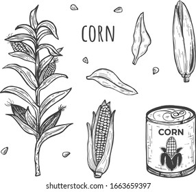 Vector illustration of corn crop and cooked product farm set. Agricultural plant, canned, ear. Vintage hand drawn style.