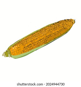 vector illustration of corn fruit isolated on a white background