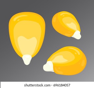 Vector illustration of corn kernel isolated on gray background. Set of different angles of view. Natural eco product