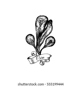 Vector illustration of corn made in hand drawn style. Biological and food realistic illustration. Hand sketched artwork in retro style. Ink sketch. Template for card, poster, banner, print, label.