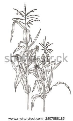 Vector illustration of corn on stalks in engraving style