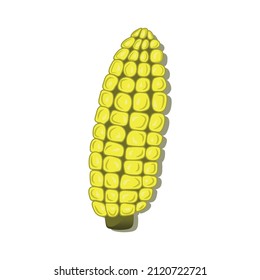 vector illustration of corn plant