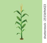 Vector Illustration of Corn Plant and Cobs