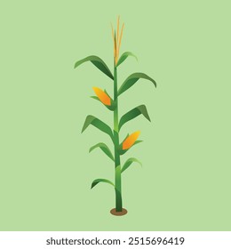 Ilustração vetorial da planta de milho e do feijão