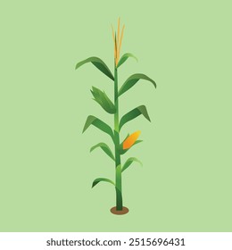 Vector Illustration of Corn Plant and Cobs