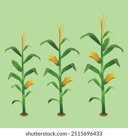 Vector Illustration of Corn Plant and Cobs