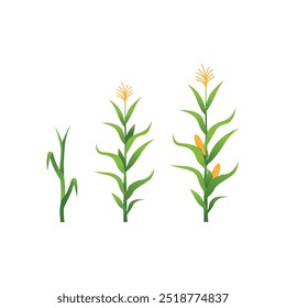 Ilustración vectorial de la planta de maíz en el campo