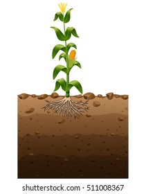 Vector Illustration Of Corn Plant With Roots Underground Illustration