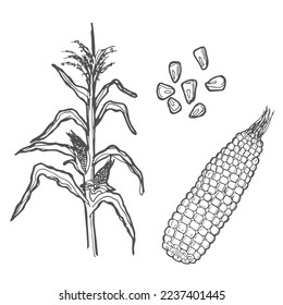 Vector illustration of corn plant and corn with corn seeds. Agricultural plant. Vintage hand drawn style.