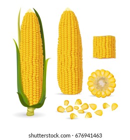 Vector illustration of Corn, Ripe corn cobs, corn seeds. Isolated on white background.