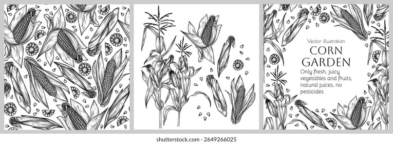 Vector illustration of corn. Set of seamless patterns, collection of elements and frame with vegetable. Decoration for packaging, labels, brochures