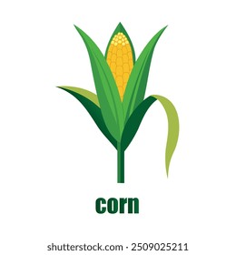 A vector illustration of corn in a simple, clean style, perfect for commercial use in food packaging, branding, and promotional materials.