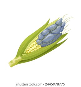 Vector illustration, corn smut, or huitlacoche, is corn infected with the fungus Ustilago maydis, isolated on white background.