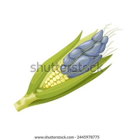 Vector illustration, corn smut, or huitlacoche, is corn infected with the fungus Ustilago maydis, isolated on white background.