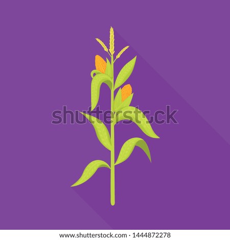 Vector illustration of corn and stalk sign. Set of corn and field stock symbol for web. Stock photo © 
