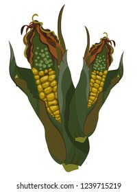 Vector illustration of Corn, Two Ripe corn cobs. Isolated illustration on white background.