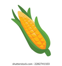 Vector illustration of a corncob on white background