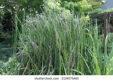 Vector illustration of a corner of a zen garden. As the main element in the illustration is a large bunch of horsetail. In the background trees and a piece of wooden bridge.