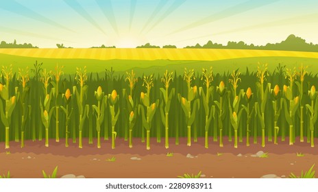 Vector illustration of a cornfield at dawn. Detailed drawing of the countryside.