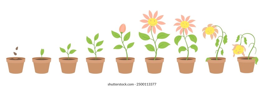 Vector Illustration of cornflower character Growth Stages. Include wilted and dried plants