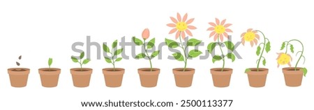 Vector Illustration of cornflower character Growth Stages. Include wilted and dried plants