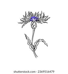 Vector illustration of a cornflower flower. Field flower in the style of line art. Outline drawing, tattoo, coloring book isolated on white background.