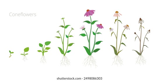 Ilustración vectorial de las Etapas de Crecimiento de la Flor de Maíz. Incluir plantas marchitas y secas