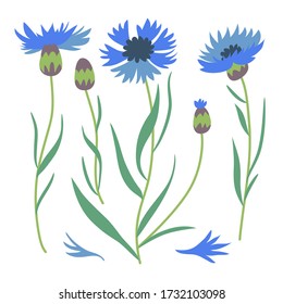 Vector illustration of Cornflower on white background. Botanical illustration and floral design elements.