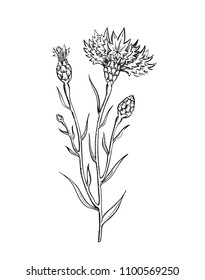 Vector illustration of cornflower twig, sketch in vintage botanical illustration engraving style - meadow wildflower brunch isolated on white