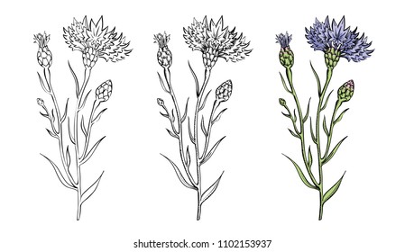 Vector illustration of cornflower twigs set in three styles - sketch, engraving and color - in vintage botanical illustration colored engraving manner - meadow wildflower brunches isolated on white