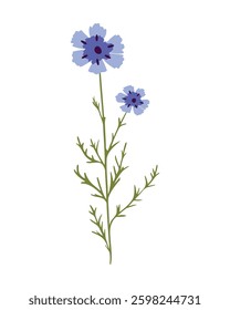 A vector illustration of a cornflower with two blue flowers, green stem and leaves.